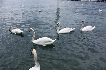 white swans