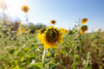 Sunflower flowers grow on nature