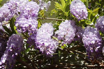 Obraz premium Wisteria Vine