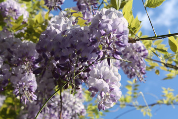 Search photos branch flowers