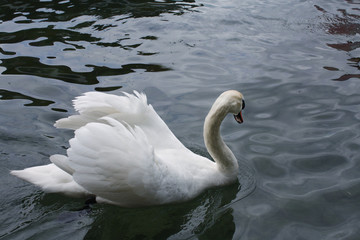 Fototapeta premium white swan