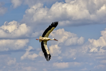 The stork flies in the sky