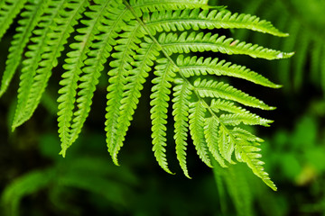 The top view on the green leaf of fern on a black-green background.