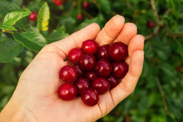 The berries of ripe cherry in the woman’s hand on the green background after rain. Top view.