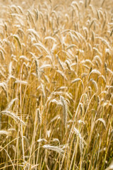 Italian golden wheat cultivation.