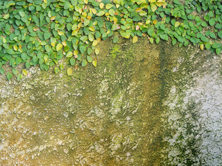 Green creeper on cement wall in the park.