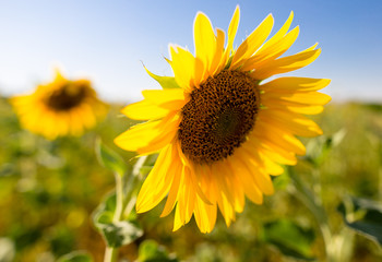 Fototapeta premium Sunflower flowers grow on nature