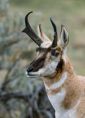 Wild Pronghorn of Yellowstone