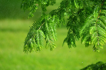 A fresh cool photo of a fir tree on which drops of rain fall.