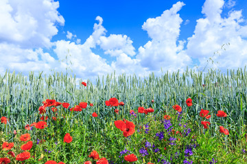 Green wheat in the field. Blue sky with cumulus clouds. Magic summertime landscape. The flowers of the June poppies around the field. Concept theme: Agriculture. Nature. Climate. Ecology.