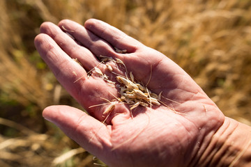 Yellow ears of wheat in hand in nature