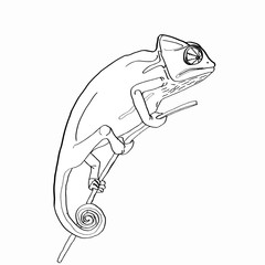 chameleon coloring © Serkan