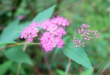 Fototapeta premium Crimson flowers Spiraea.