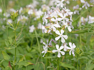 Gewöhnliches Seifenkraut, Saponaria officinalis