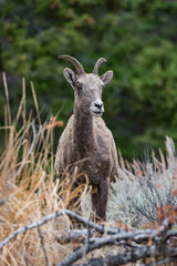 Yellowstone Mountain Goat