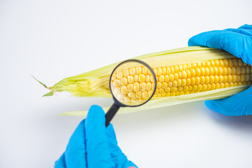 .Research of various vegetables in the laboratory on GMOs and harmful substances © Анна Ковальчук