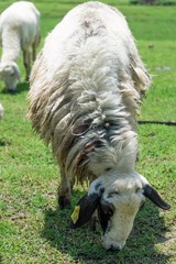 Naklejka premium Sheep eating on green field 