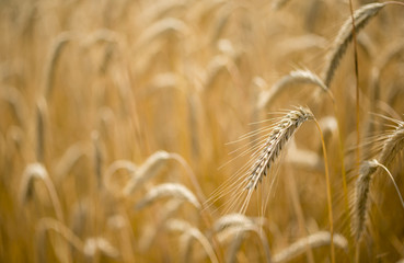 Italian golden wheat cultivation.