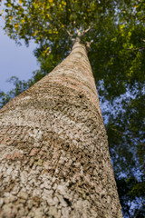 tree close up over blue sky
