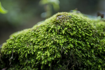 Lichen on a stone