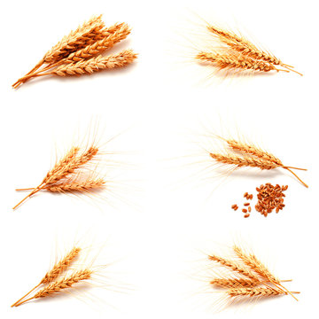 Collection of photos wheat ears and seed isolated
