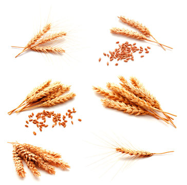 Collection of photos wheat ears and seed isolated