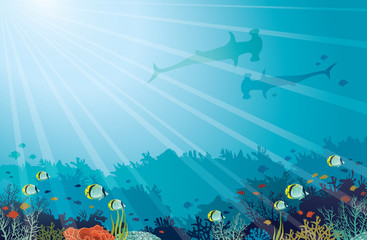 Underwater sea - Hummerhead sharks, coral reef, butterfly fish. - 167345388