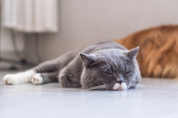 British shorthair cats and Golden Retriever