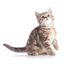 young cat looking up isolated