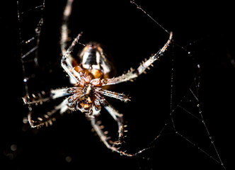 The spider sits on a web on the hunt