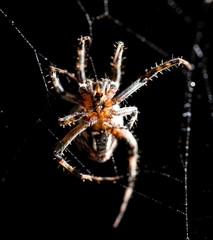 The spider sits on a web on the hunt