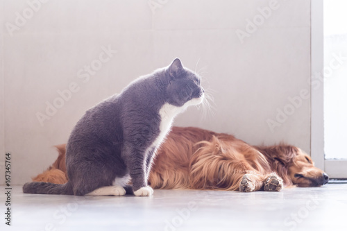 British Shorthair Cats And Golden Retriever Stock Photo And