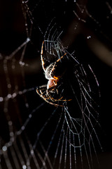 The spider sits on a web on the hunt
