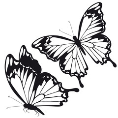 black butterfly, isolated on a white