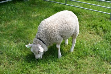 Obraz premium Lamb farm