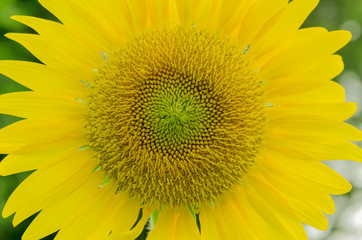 Obraz premium Close up sunflower for background image.