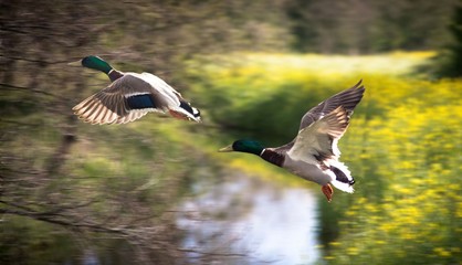 Obraz premium 2 eenden in vlucht