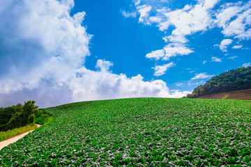 Fototapeta na wymiar Gangneung City, South Korea. Anbandeogi of Gangneung in the Alpine cabbage field.