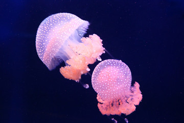 Barrel jellyfish © karnizz