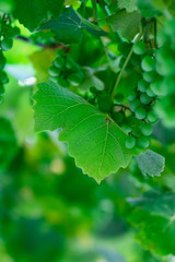 Fototapeta na wymiar Wine leaf