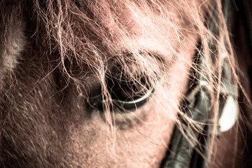 Foto auf Alu-Dibond Auge eines Pferdes © JoveImages