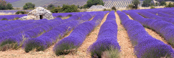 Old borie ane lavender field in Provence, south of France