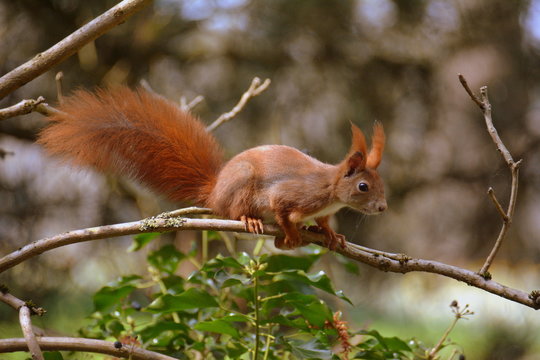 Eichh&ouml;rnchen