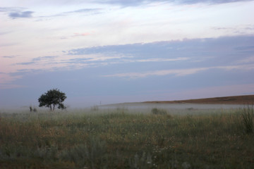 fog, mystery,morning, landscape