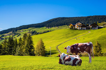  Cows on the green grass hillside