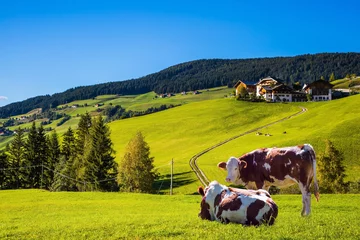 Papier Peint photo Vache  Cows on the green grass hillside