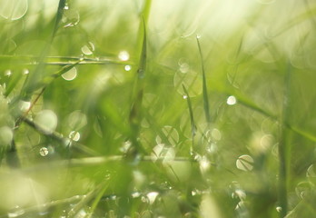 Grass green blur dew drop macro photo
