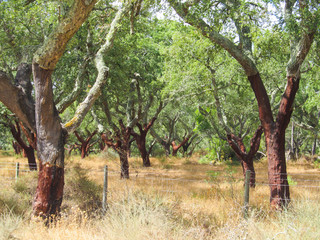 Cork trees in Alentejo's countryside recently cutted to harvest cork, Portugal