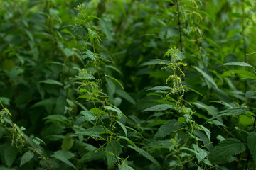 Naklejka premium Nettle