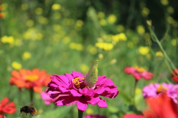 zinnia and butterfly